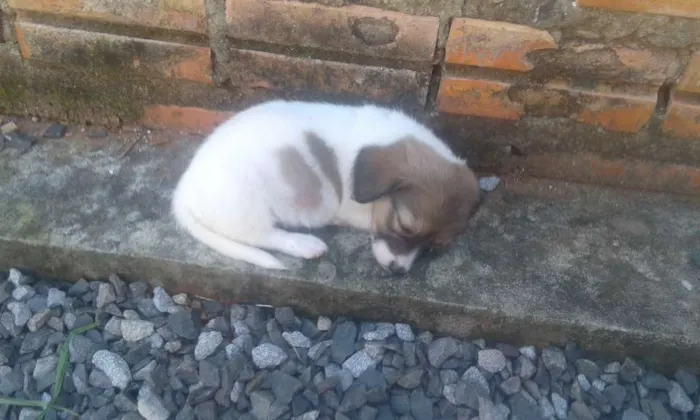Cachorro raça indefinida idade 2 a 6 meses nome Varios