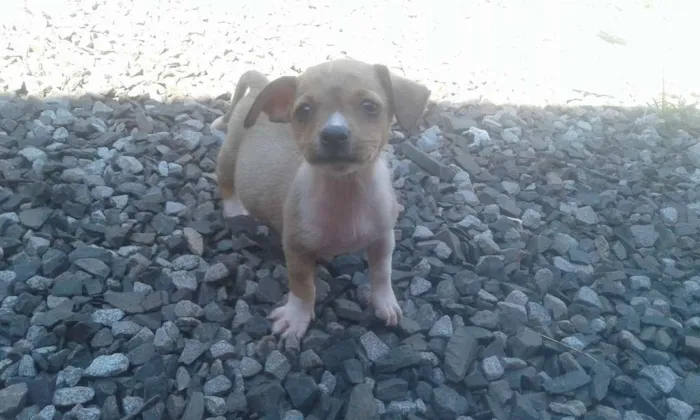 Cachorro raça indefinida idade 2 a 6 meses nome Varios