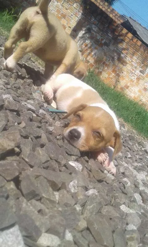 Cachorro raça indefinida idade 2 a 6 meses nome Varios