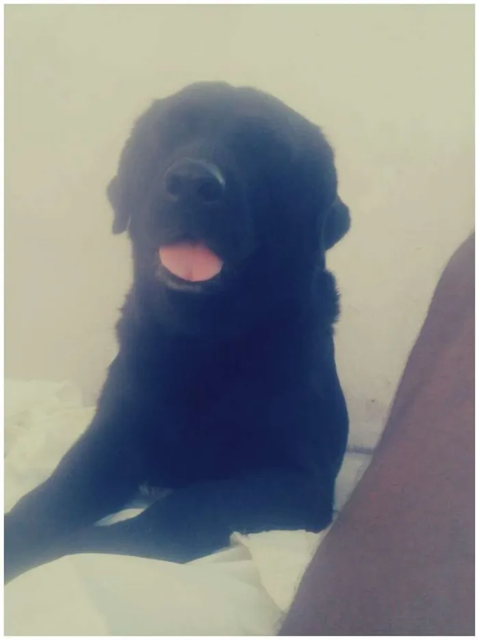 Cachorro raça labrador idade 6 ou mais anos nome Bú