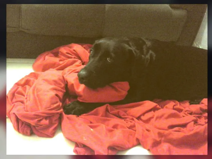 Cachorro raça labrador idade 6 ou mais anos nome Bú