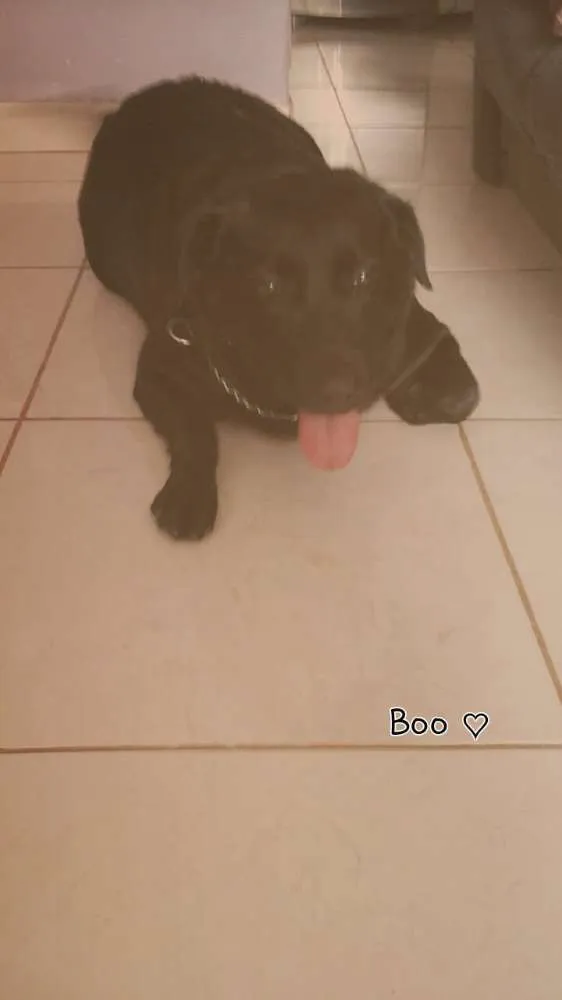 Cachorro raça labrador idade 6 ou mais anos nome Bú