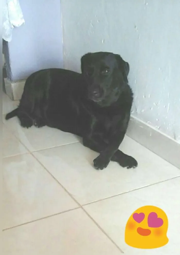 Cachorro raça labrador idade 6 ou mais anos nome Bú