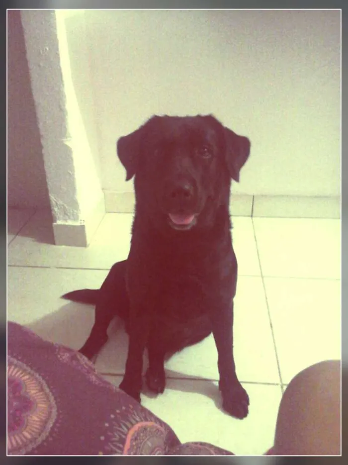 Cachorro raça labrador idade 6 ou mais anos nome Bú