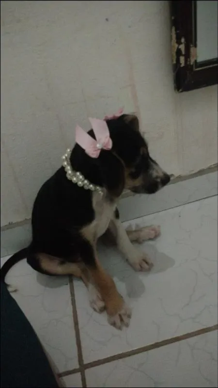 Cachorro ra a SRD idade 2 a 6 meses nome Benê