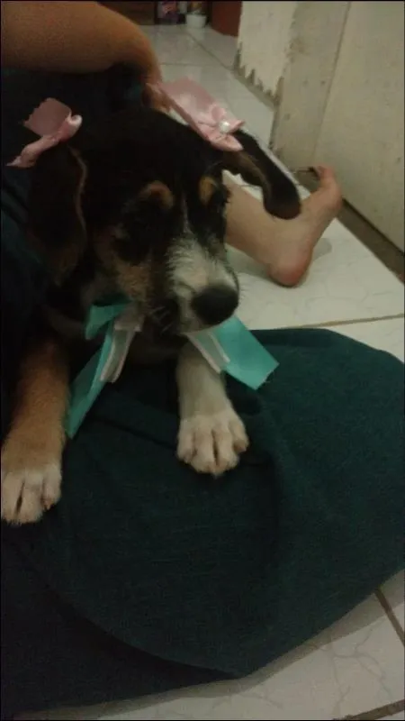 Cachorro ra a SRD idade 2 a 6 meses nome Benê