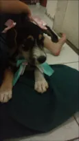 Benê