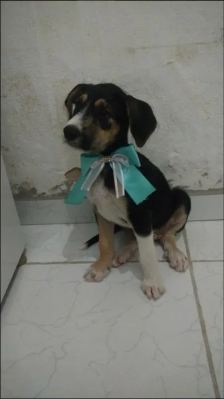 Cachorro ra a SRD idade 2 a 6 meses nome Benê