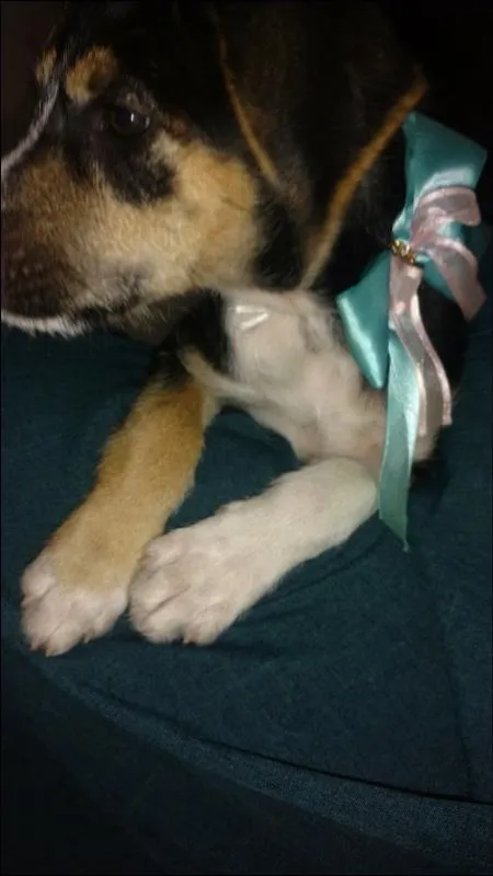Cachorro ra a SRD idade 2 a 6 meses nome Benê