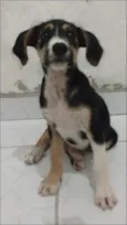 Benê