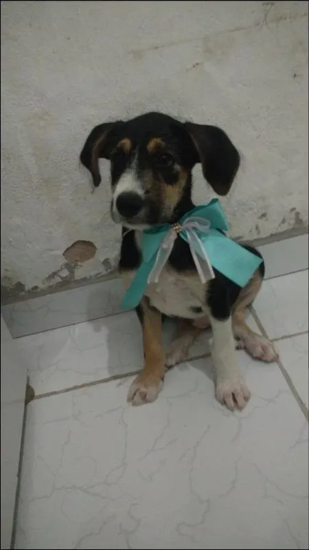 Cachorro ra a SRD idade 2 a 6 meses nome Benê