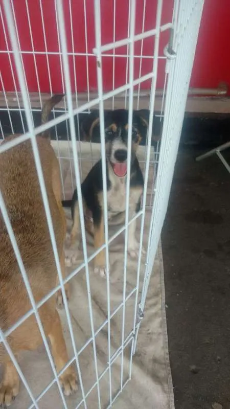 Cachorro ra a SRD idade 2 a 6 meses nome Benê