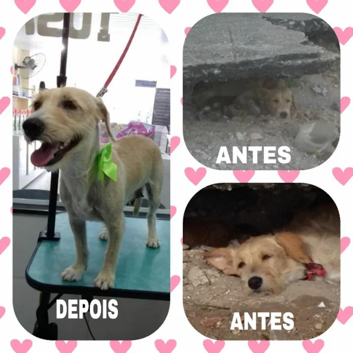 Cachorro ra a SRD idade 2 a 6 meses nome Benê