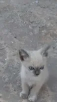 Filhotinho de Gatos