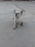 Filhotinho de Gatos