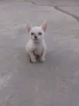 Filhotinho de Gatos