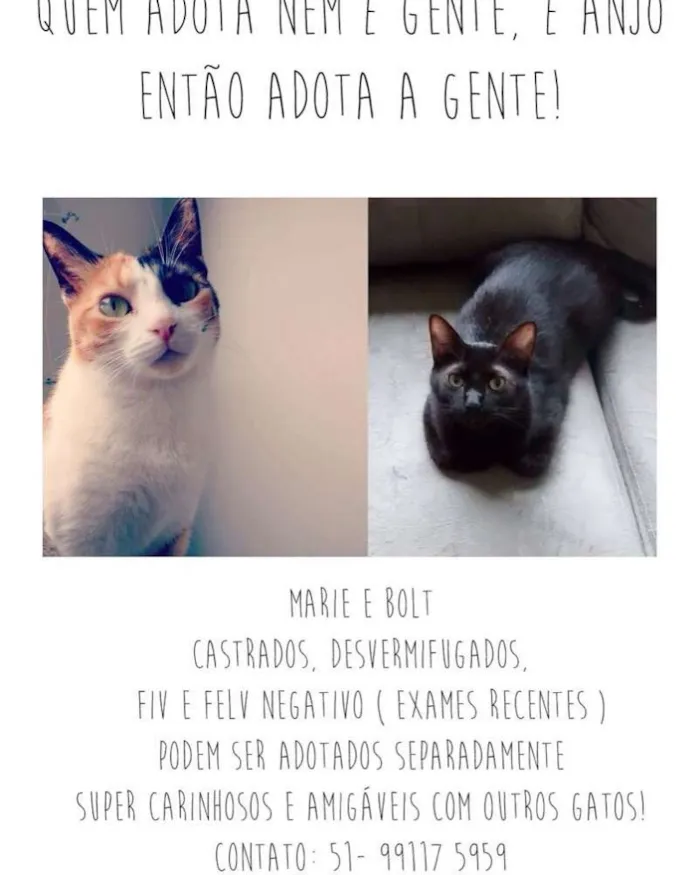 Gato ra a SRD idade 3 anos nome Marie e Bolt