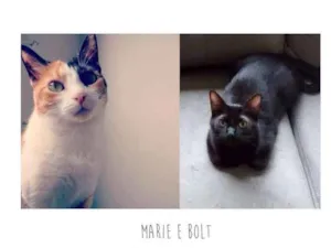 Gato raça SRD idade 3 anos nome Marie e Bolt