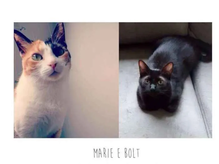 Gato ra a SRD idade 3 anos nome Marie e Bolt