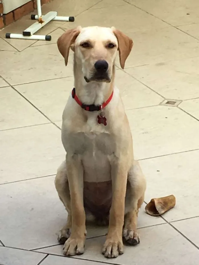 Cachorro ra a Labrador idade 1 ano nome Divina