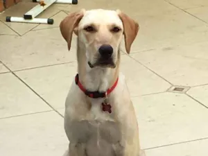 Cachorro raça Labrador idade 1 ano nome Divina