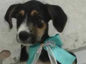Cachorro raça SRD idade 2 a 6 meses nome Benê