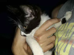 Gato raça  idade 2 a 6 meses nome Estelar
