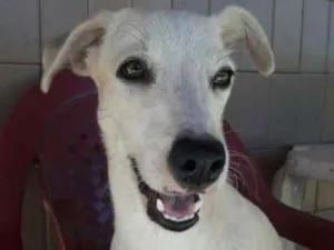 Cachorro raça SRD idade 1 ano nome Ariane