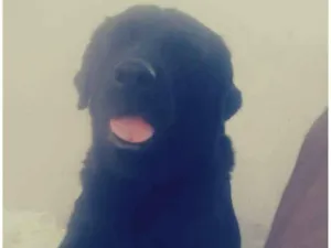 Cachorro raça labrador idade 6 ou mais anos nome Bú