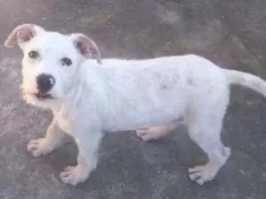 Cachorro raça vira lata idade 1 ano nome Thor