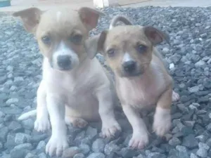 Cachorro raça indefinida idade 2 a 6 meses nome Varios
