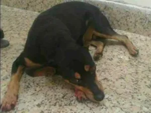 Cachorro raça PINSHER idade 6 ou mais anos nome LÓIDE