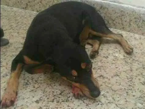 Cachorro ra a PINSHER idade 6 ou mais anos nome LÓIDE