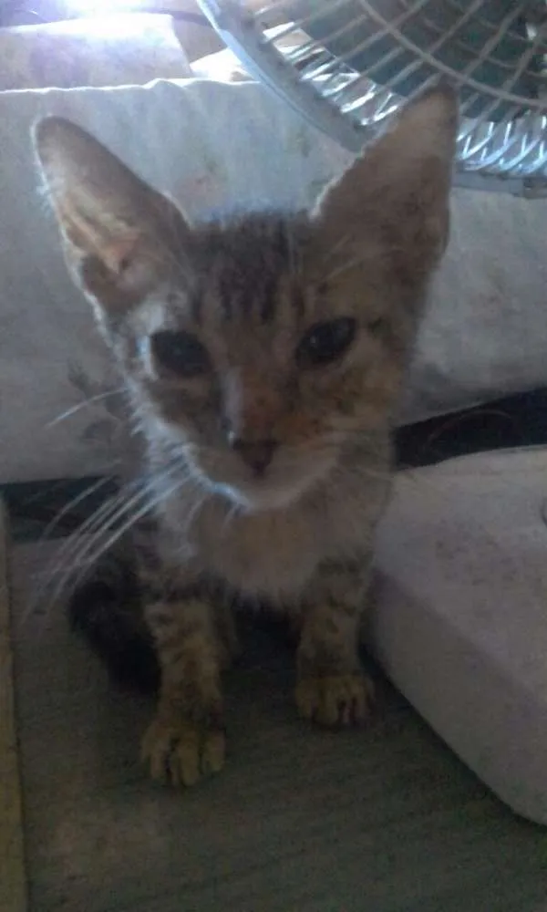 Gato ra a Um siamês e o restante srd idade Abaixo de 2 meses nome Sem nomes