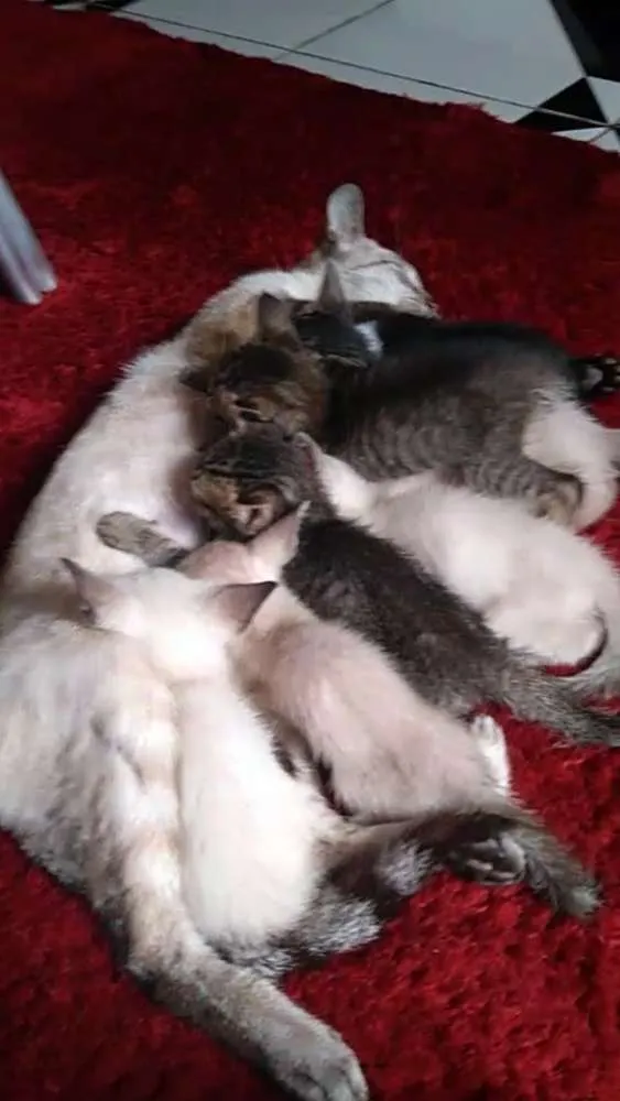 Gato raça Vira lata idade 1 ano nome Nina