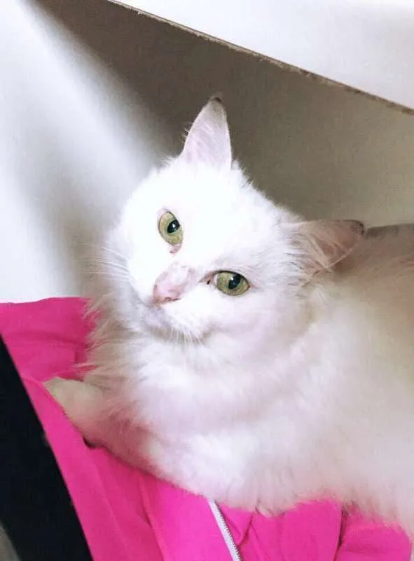 Gato ra a SRD idade 4 anos nome Marie