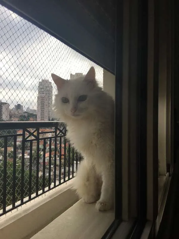 Gato ra a SRD idade 4 anos nome Marie