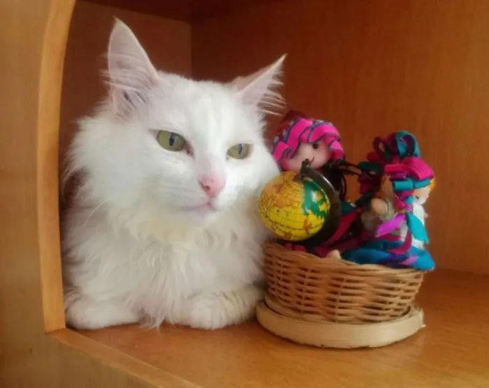 Gato ra a SRD idade 4 anos nome Marie