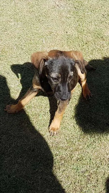 Cachorro ra a incerteza idade Abaixo de 2 meses nome Filhote sem nome