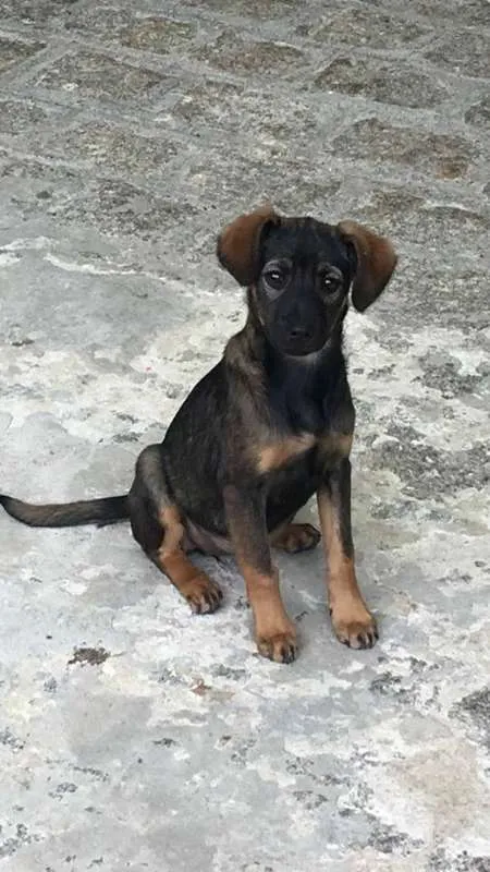 Cachorro ra a incerteza idade Abaixo de 2 meses nome Filhote sem nome