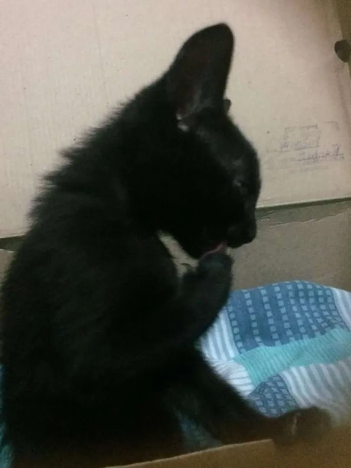 Gato ra a  idade 2 a 6 meses nome Indefinido
