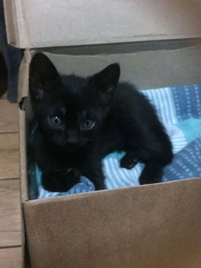 Gato ra a  idade 2 a 6 meses nome Indefinido