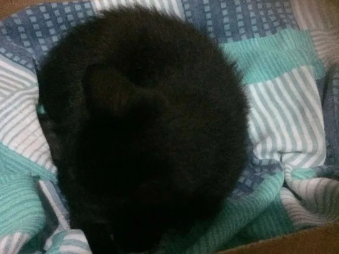 Gato ra a  idade 2 a 6 meses nome Indefinido