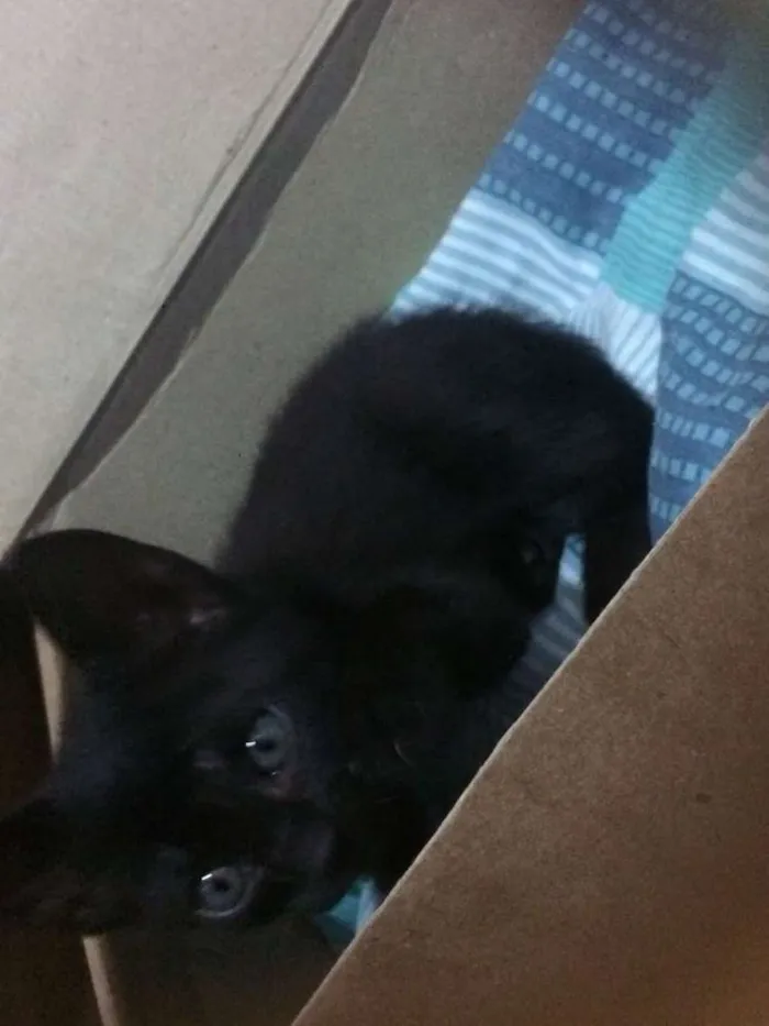 Gato ra a  idade 2 a 6 meses nome Indefinido