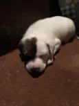 Jack