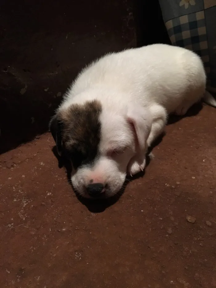 Cachorro ra a SRD idade Abaixo de 2 meses nome Jack