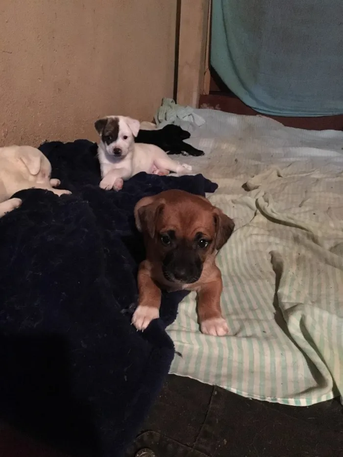 Cachorro ra a SRD idade Abaixo de 2 meses nome Jack