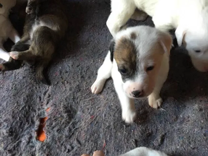 Cachorro ra a SRD idade Abaixo de 2 meses nome Jack