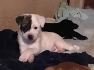 Cachorro raça SRD idade Abaixo de 2 meses nome Jack