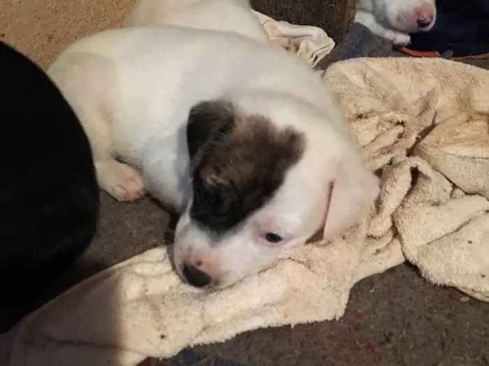 Cachorro ra a SRD idade Abaixo de 2 meses nome Jack